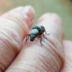 Fungus Weevil (Dendropemon subfasciatus, family Anthribidae), Alice Springs NT