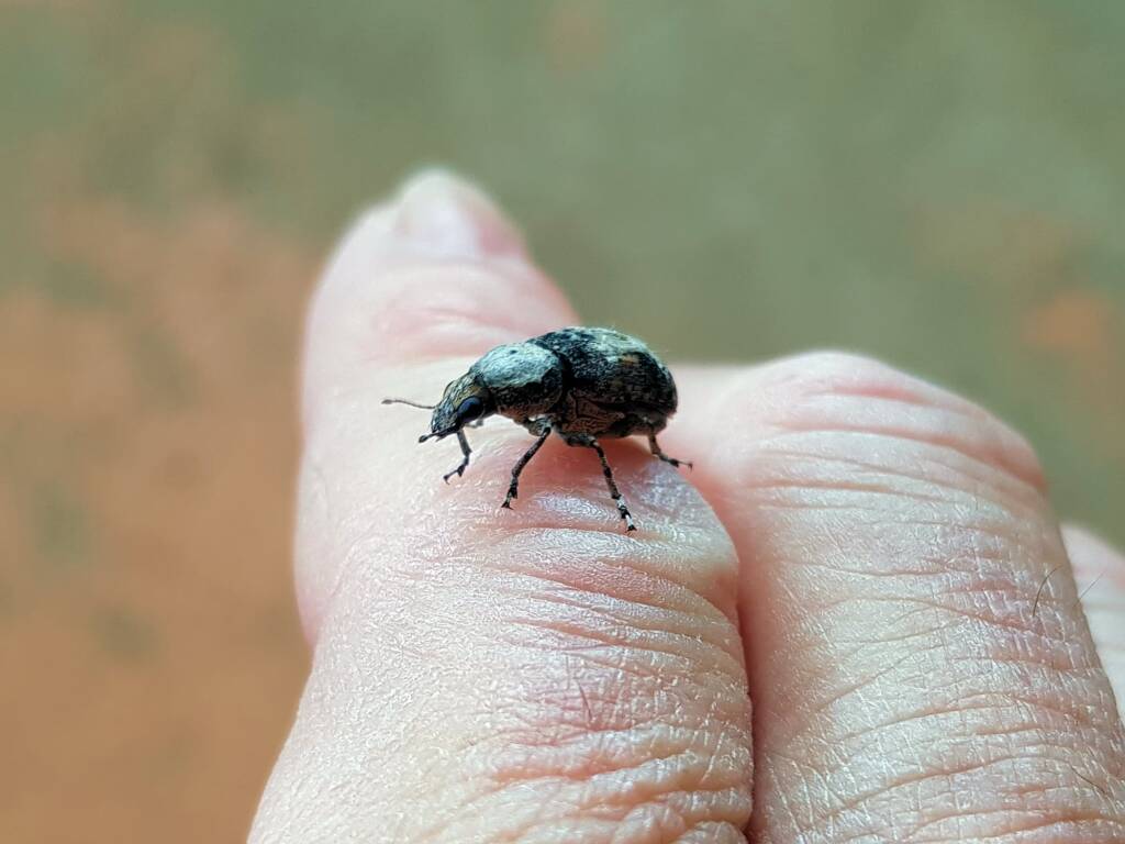 Fungus Weevil (Dendropemon subfasciatus, family Anthribidae), Alice Springs NT