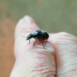 Fungus Weevil (Dendropemon subfasciatus, family Anthribidae), Alice Springs NT