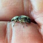 Fungus Weevil (Dendropemon subfasciatus, family Anthribidae), Alice Springs NT