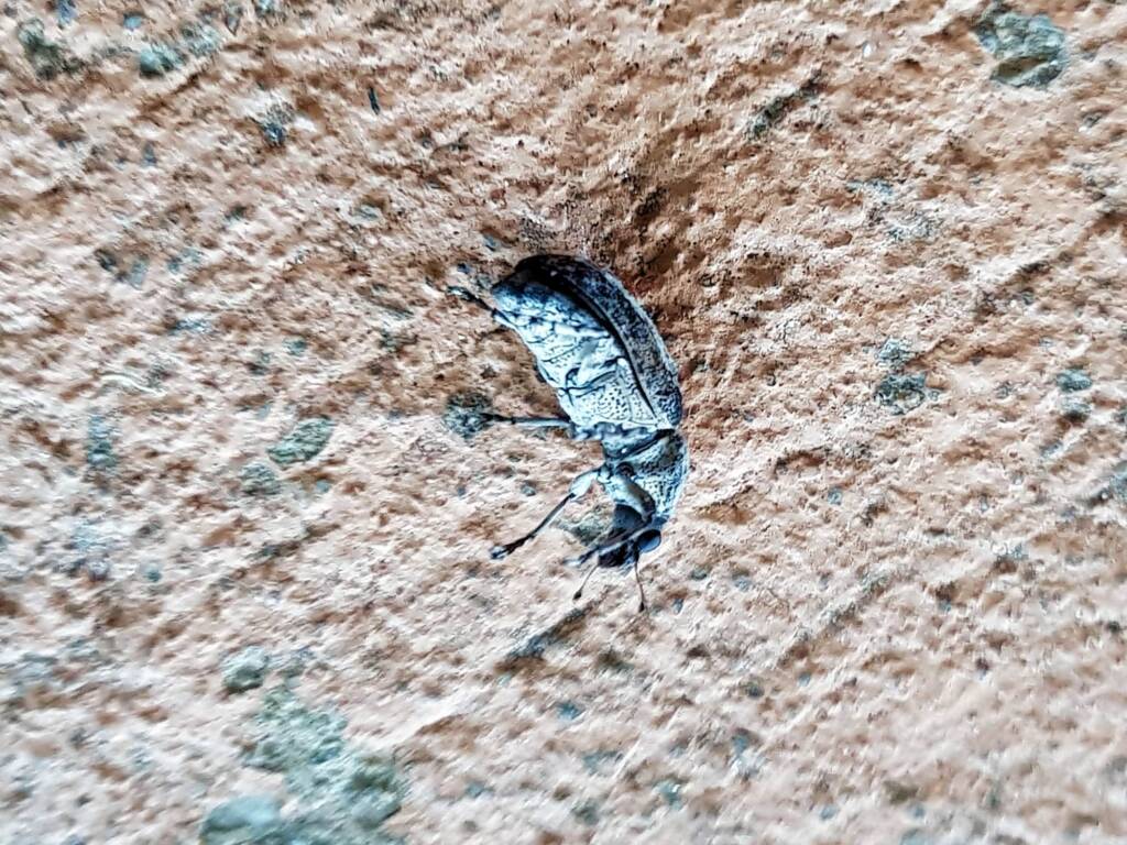 Fungus Weevil (Dendropemon subfasciatus, family Anthribidae), Alice Springs NT