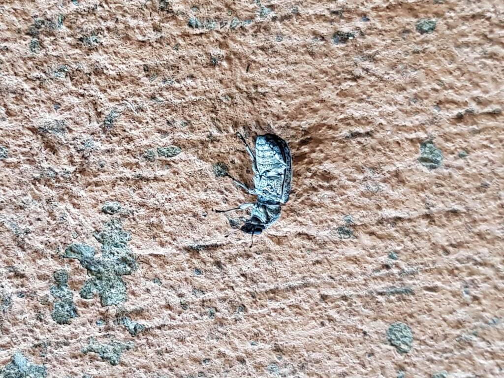 Fungus Weevil (Dendropemon subfasciatus, family Anthribidae), Alice Springs NT