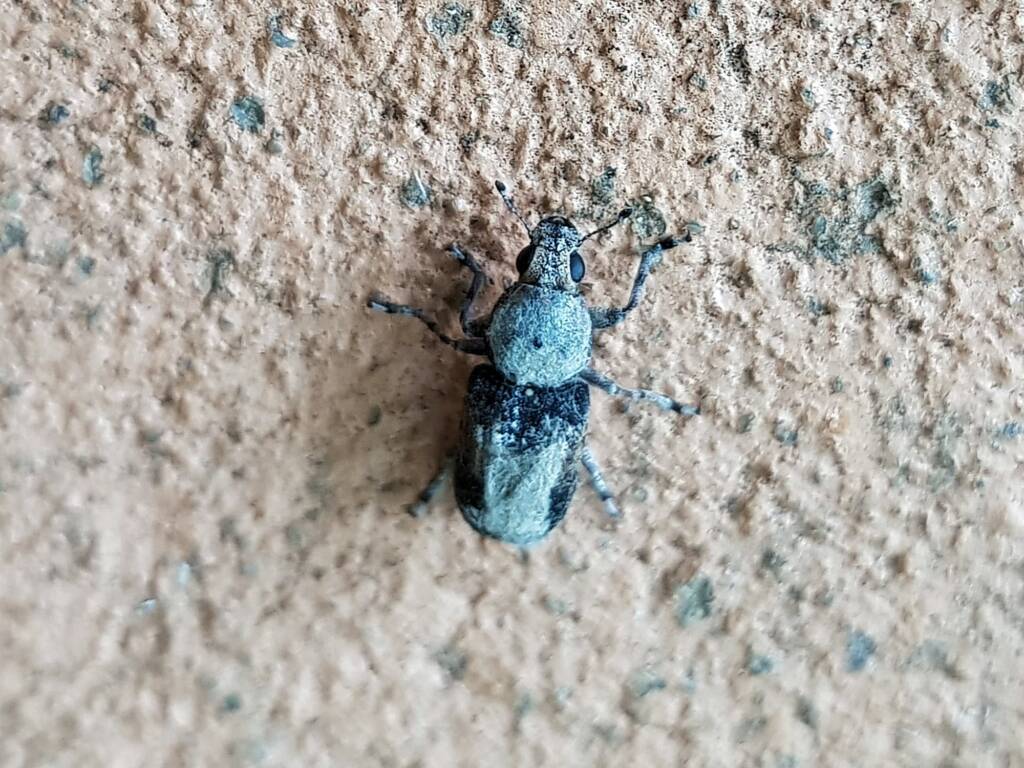 Fungus Weevil (Dendropemon subfasciatus, family Anthribidae), Alice Springs NT
