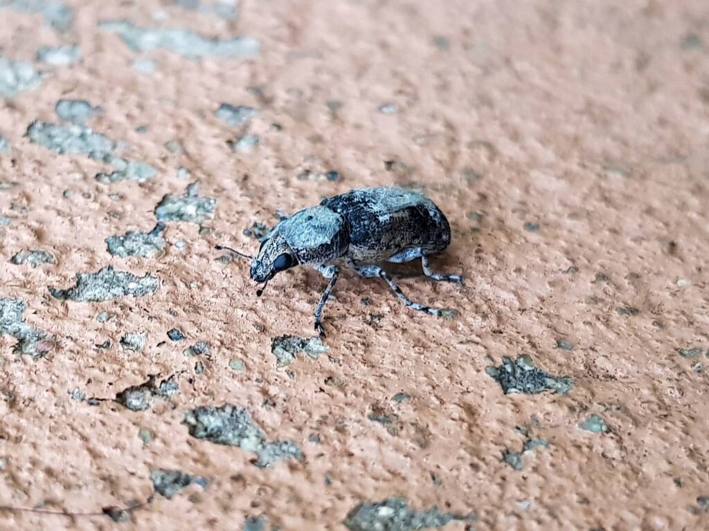 Fungus Weevil (Dendropemon subfasciatus, family Anthribidae), Alice Springs NT