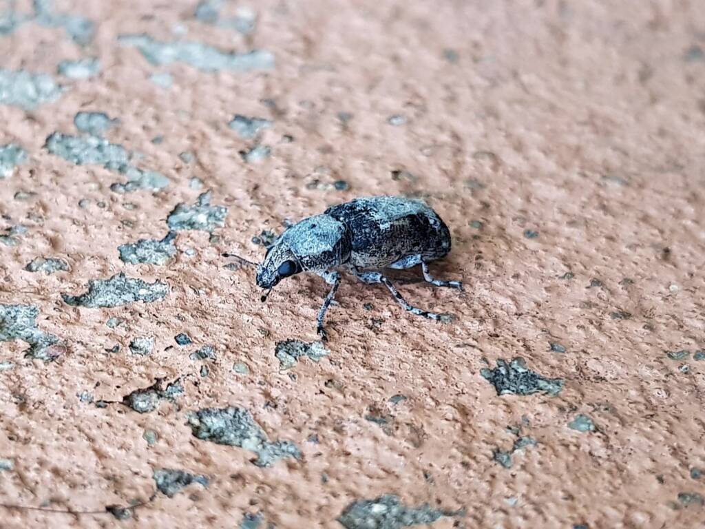 Fungus Weevil (Dendropemon subfasciatus, family Anthribidae), Alice Springs NT