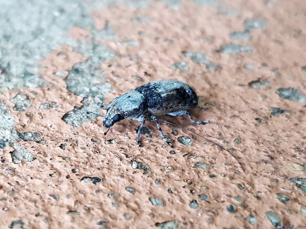 Fungus Weevil (Dendropemon subfasciatus, family Anthribidae), Alice Springs NT
