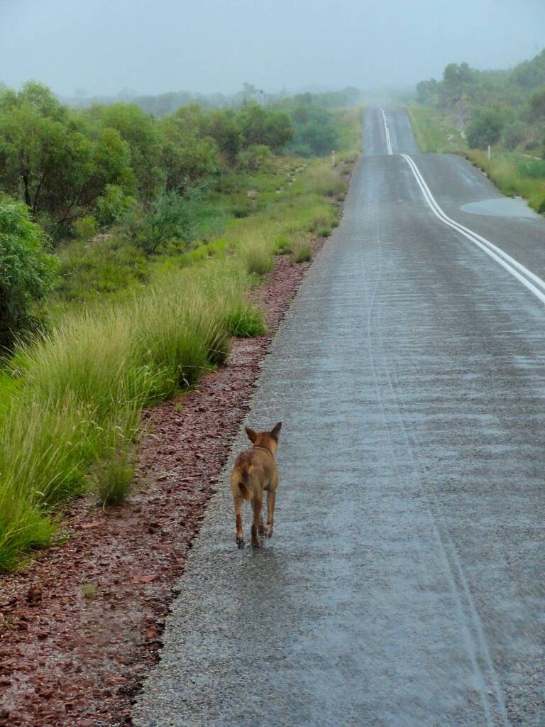 Dingo walking up Namijira Drive, West Macs