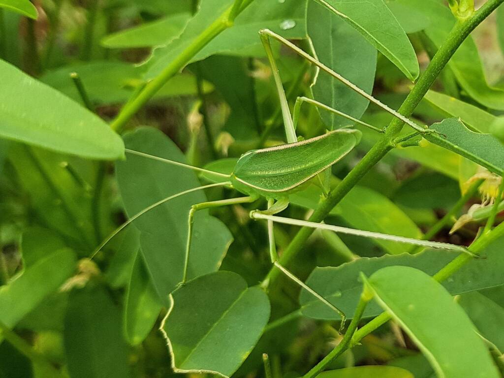 Elephantodeta (genus), Phaneropterinae (subfamily), Alice Springs Desert Park NT