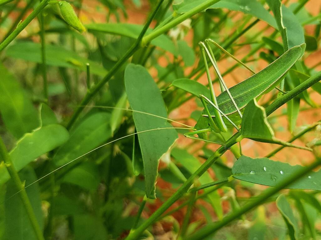 Elephantodeta (genus), Phaneropterinae (subfamily), Alice Springs Desert Park NT
