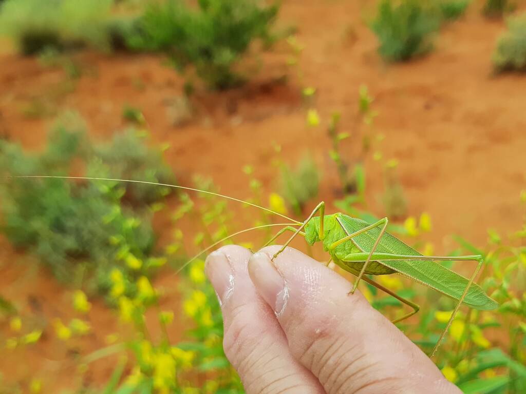 Elephantodeta (genus), Phaneropterinae (subfamily), Alice Springs Desert Park NT