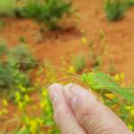 Elephantodeta (genus), Phaneropterinae (subfamily), Alice Springs Desert Park NT