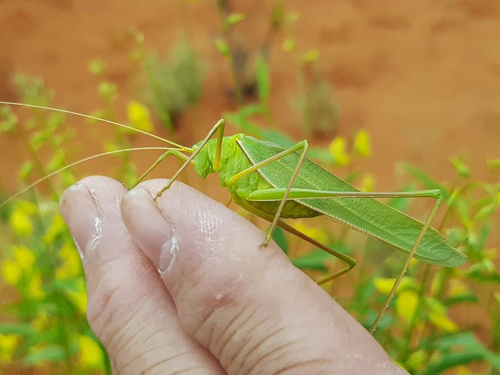 Elephantodeta (genus), Phaneropterinae (subfamily), Alice Springs Desert Park NT