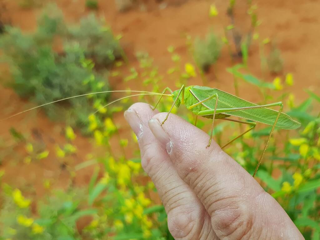 Elephantodeta (genus), Phaneropterinae (subfamily), Alice Springs Desert Park NT