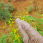 Elephantodeta (genus), Phaneropterinae (subfamily), Alice Springs Desert Park NT