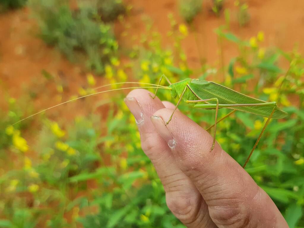 Elephantodeta (genus), Phaneropterinae (subfamily), Alice Springs Desert Park NT