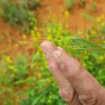 Elephantodeta (genus), Phaneropterinae (subfamily), Alice Springs Desert Park NT