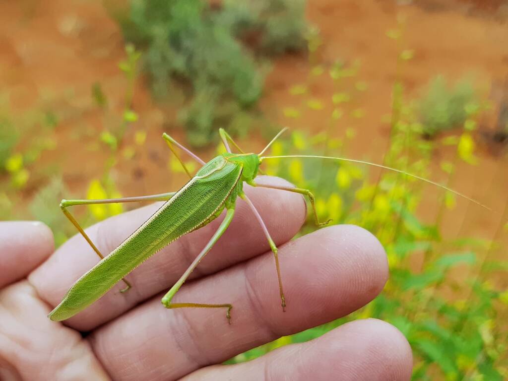 Elephantodeta (genus), Phaneropterinae (subfamily), Alice Springs Desert Park NT