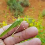 Elephantodeta (genus), Phaneropterinae (subfamily), Alice Springs Desert Park NT