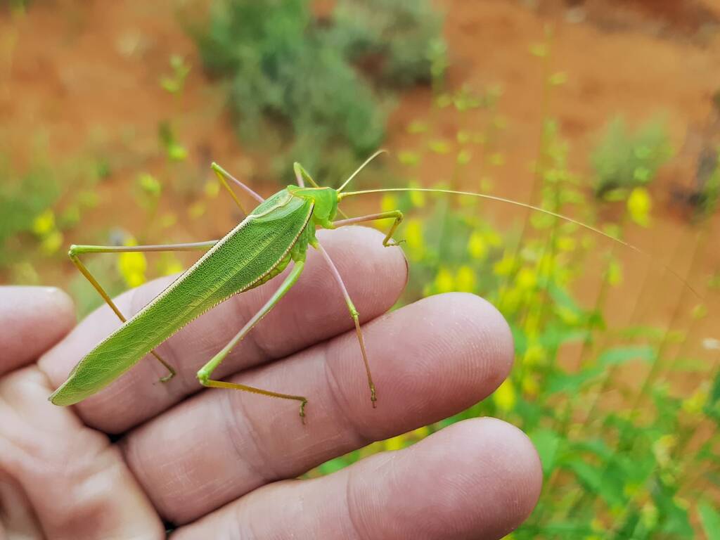 Elephantodeta (genus), Phaneropterinae (subfamily), Alice Springs Desert Park NT