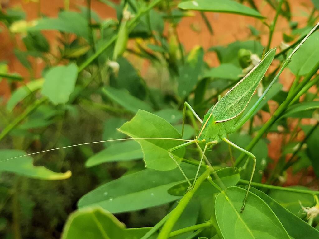 Elephantodeta (genus), Phaneropterinae (subfamily), Alice Springs Desert Park NT