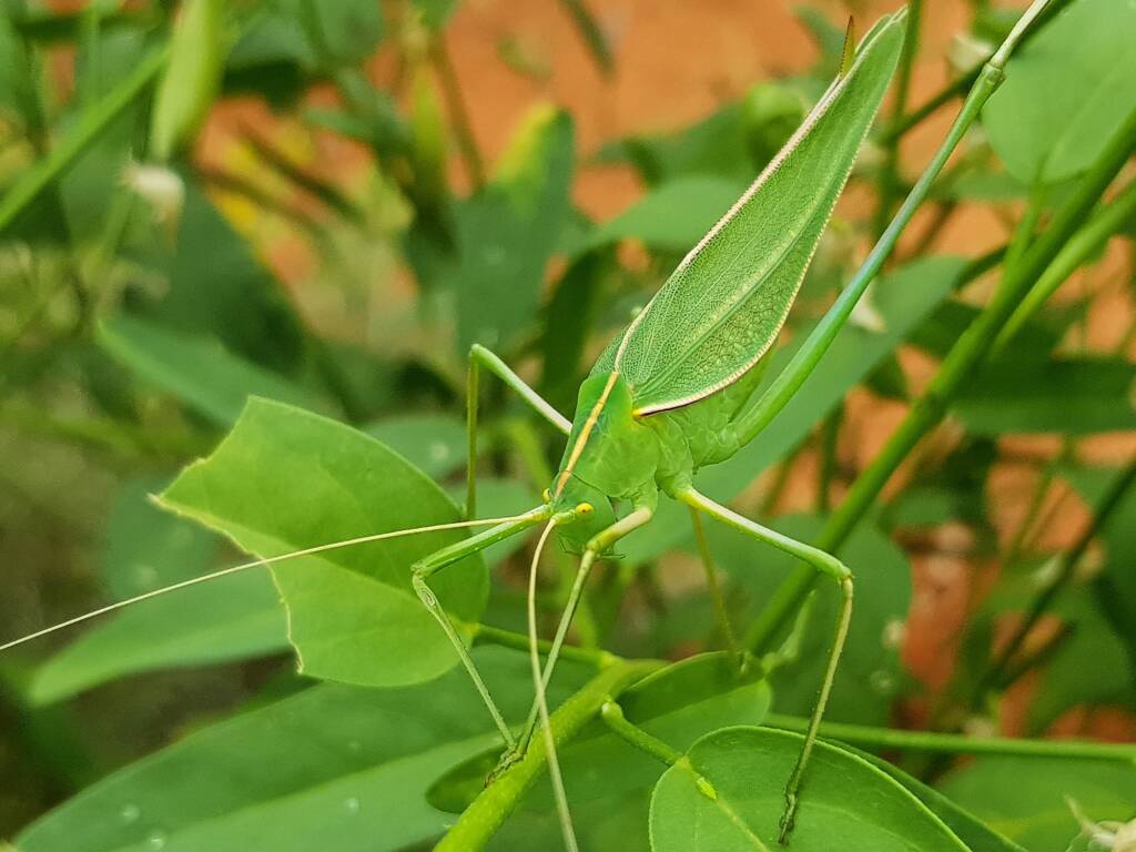 Elephantodeta (genus), Phaneropterinae (subfamily), Alice Springs Desert Park NT