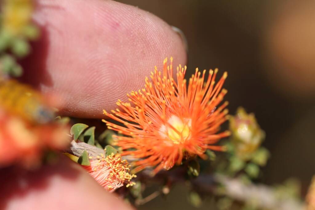 Eremaea beaufortioides, Geraldton, Midwest WA © Gary Taylor