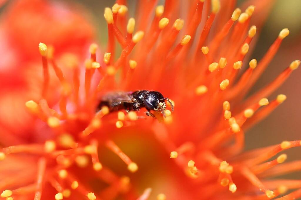 Euhesma feeding on Eremaea beaufortioides, Geraldton, Midwest WA © Gary Taylor