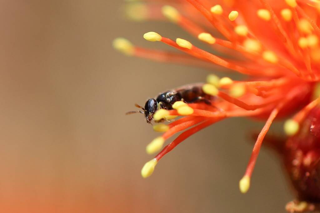 Euhesma feeding on Eremaea beaufortioides, Geraldton, Midwest WA © Gary Taylor