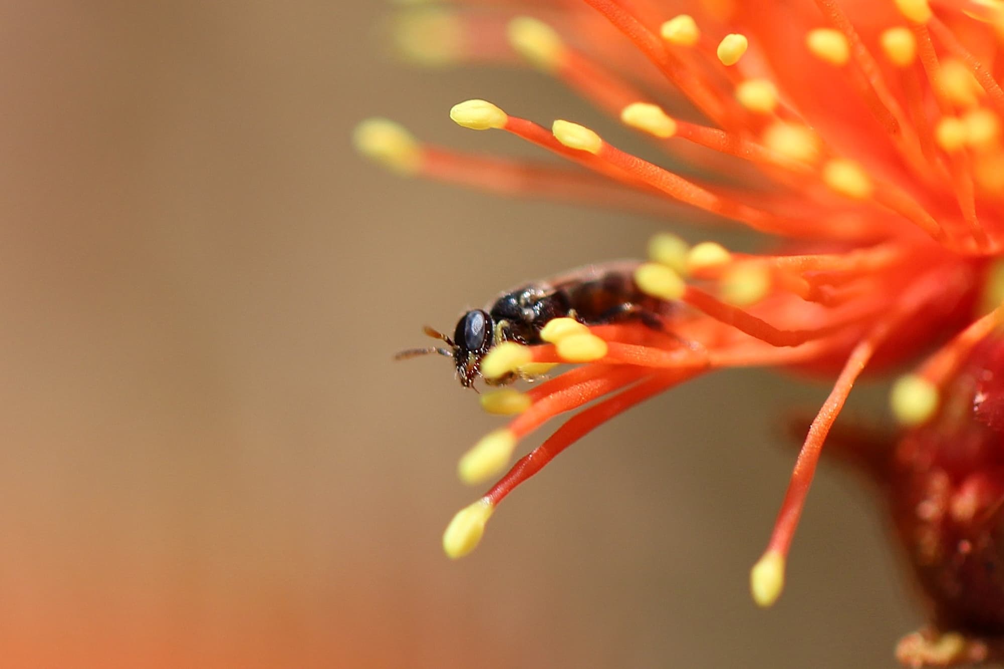 Eremaea beaufortioides and the smallest bee I’ve ever seen…