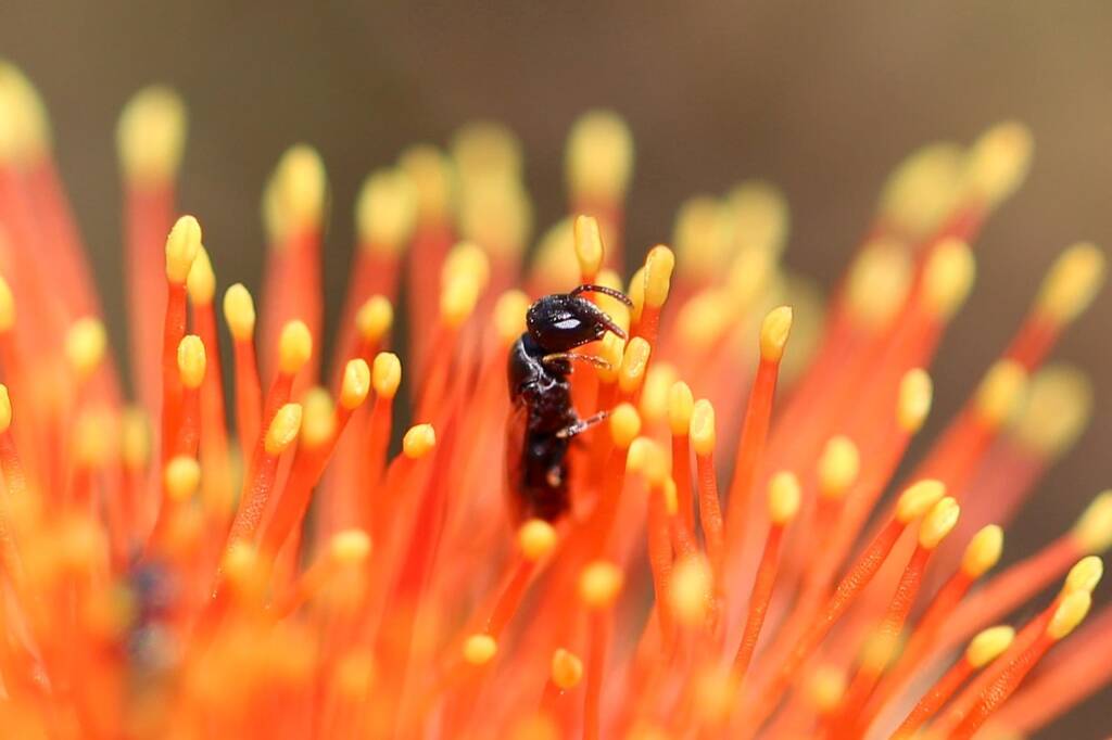 Euhesma feeding on Eremaea beaufortioides, Geraldton, Midwest WA © Gary Taylor