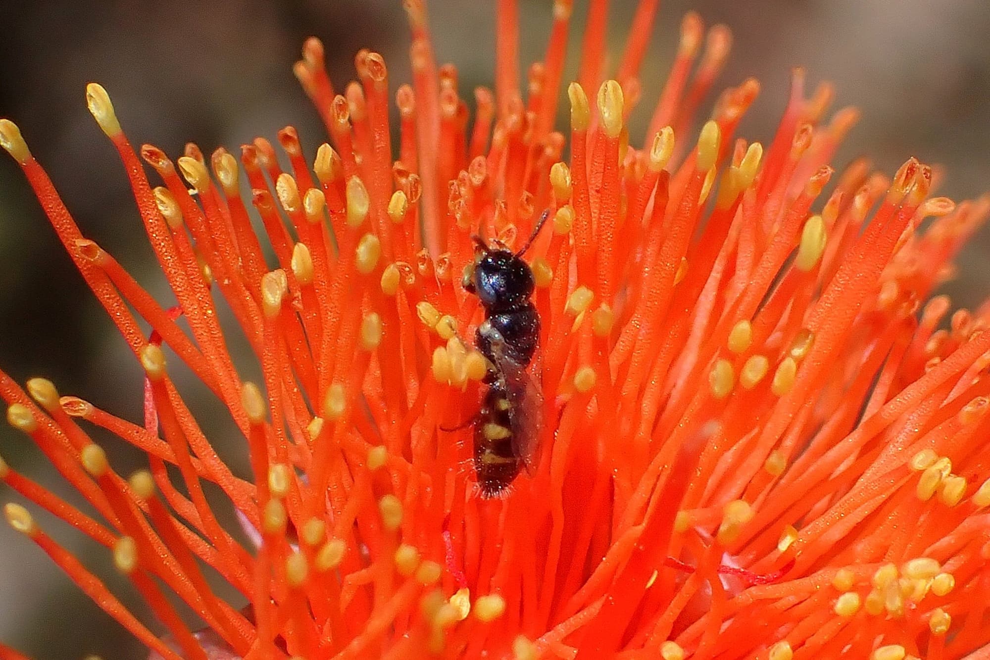 Smallest bee I’ve ever seen…