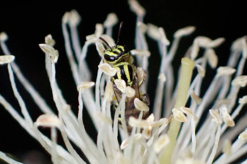 Euryglossinae (Callohesma) flavopicta, Geraldton, Midwest WA © Gary Taylor