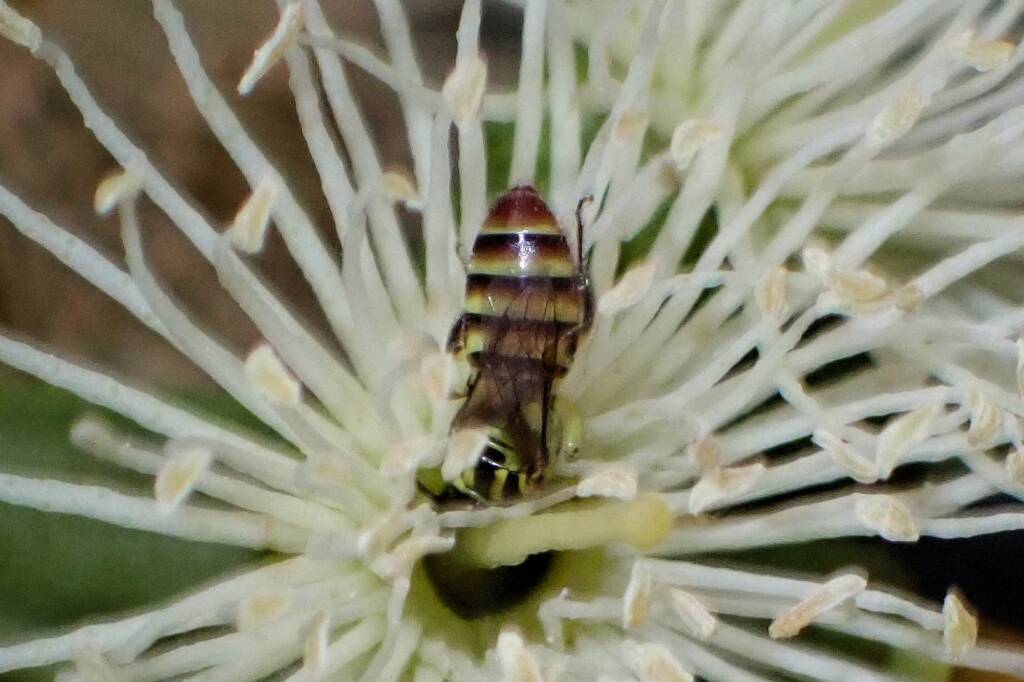 Euryglossinae (Callohesma) flavopicta, Geraldton, Midwest WA © Gary Taylor