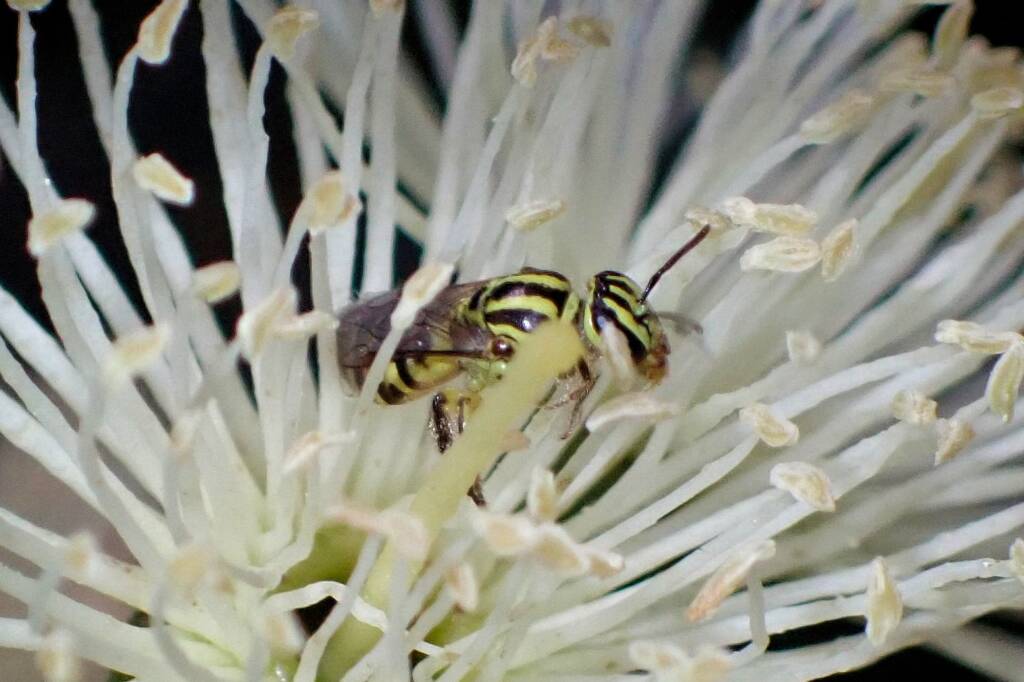 Euryglossinae (Callohesma) flavopicta, Geraldton, Midwest WA © Gary Taylor
