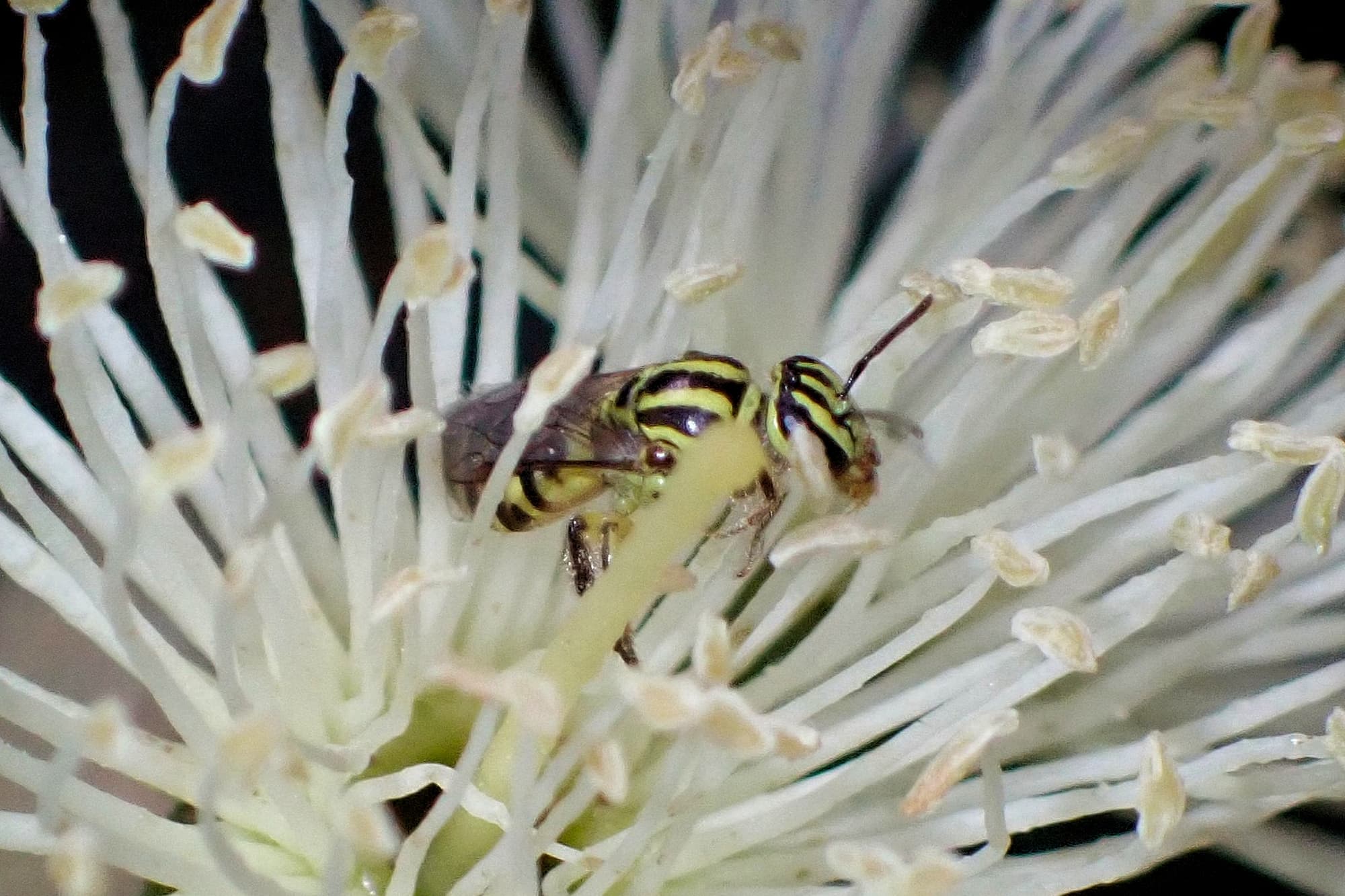 Euryglossinae (Callohesma) flavopicta, Geraldton, Midwest WA © Gary Taylor