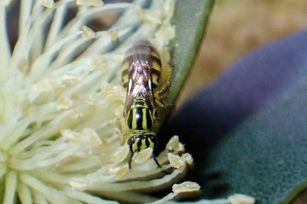 Euryglossinae (Callohesma) flavopicta, Geraldton, Midwest WA © Gary Taylor