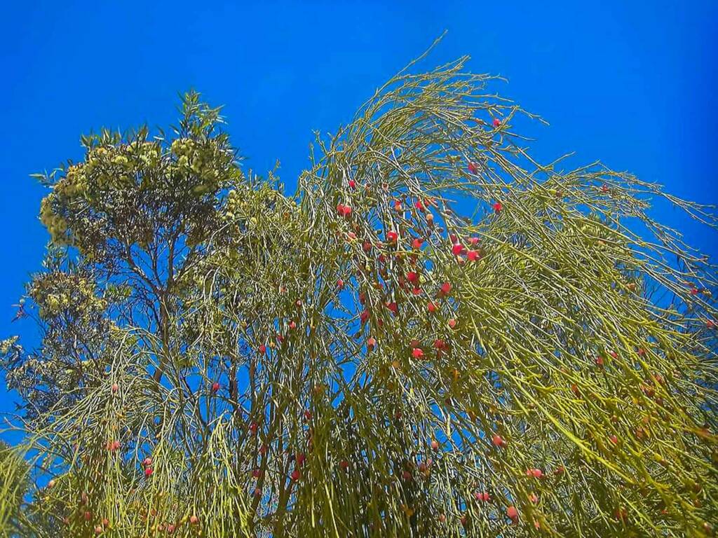 Exocarpos sparteus (Broom Ballart), WA © Terry Dunham