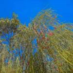 Exocarpos sparteus (Broom Ballart), WA © Terry Dunham
