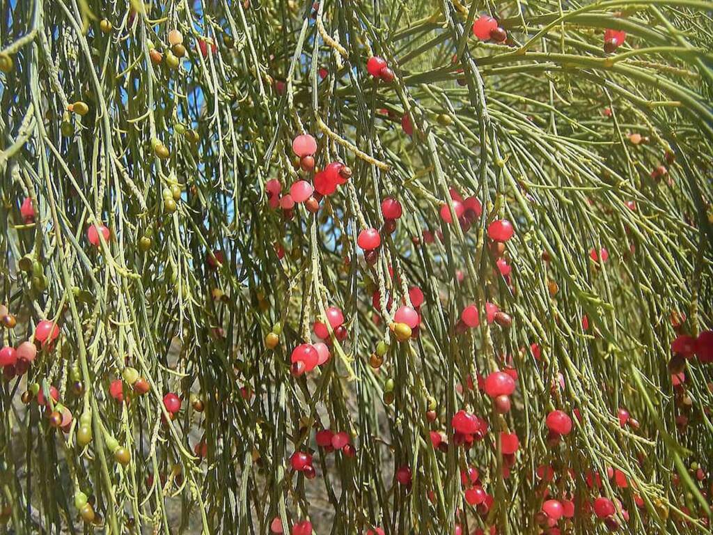 Exocarpos sparteus (Broom Ballart), WA © Terry Dunham