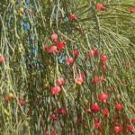 Exocarpos sparteus (Broom Ballart), WA © Terry Dunham