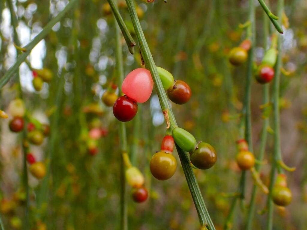 Exocarpos sparteus (Broom Ballart), near Ongerup WA © Terry Dunham