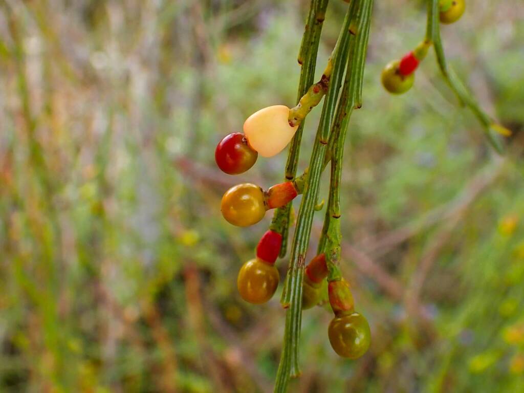 Exocarpos sparteus (Broom Ballart), near Ongerup WA © Terry Dunham