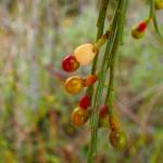 Exocarpos sparteus (Broom Ballart), near Ongerup WA © Terry Dunham