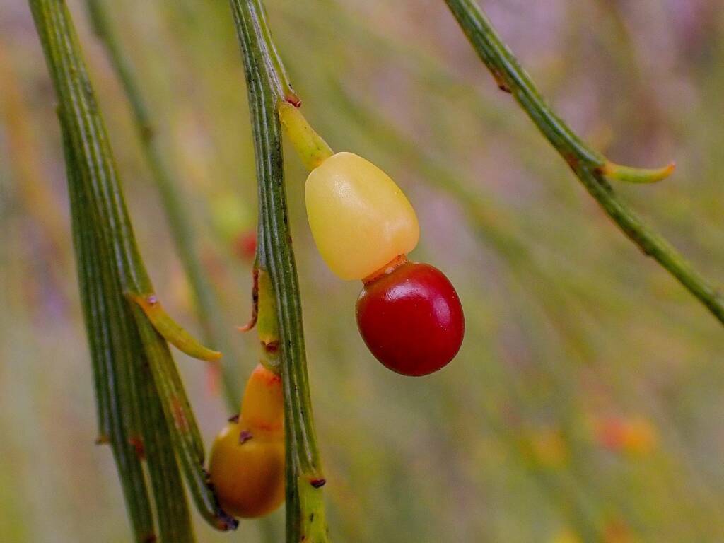 Exocarpos sparteus (Broom Ballart), near Ongerup WA © Terry Dunham