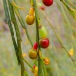 Exocarpos sparteus (Broom Ballart), near Ongerup WA © Terry Dunham