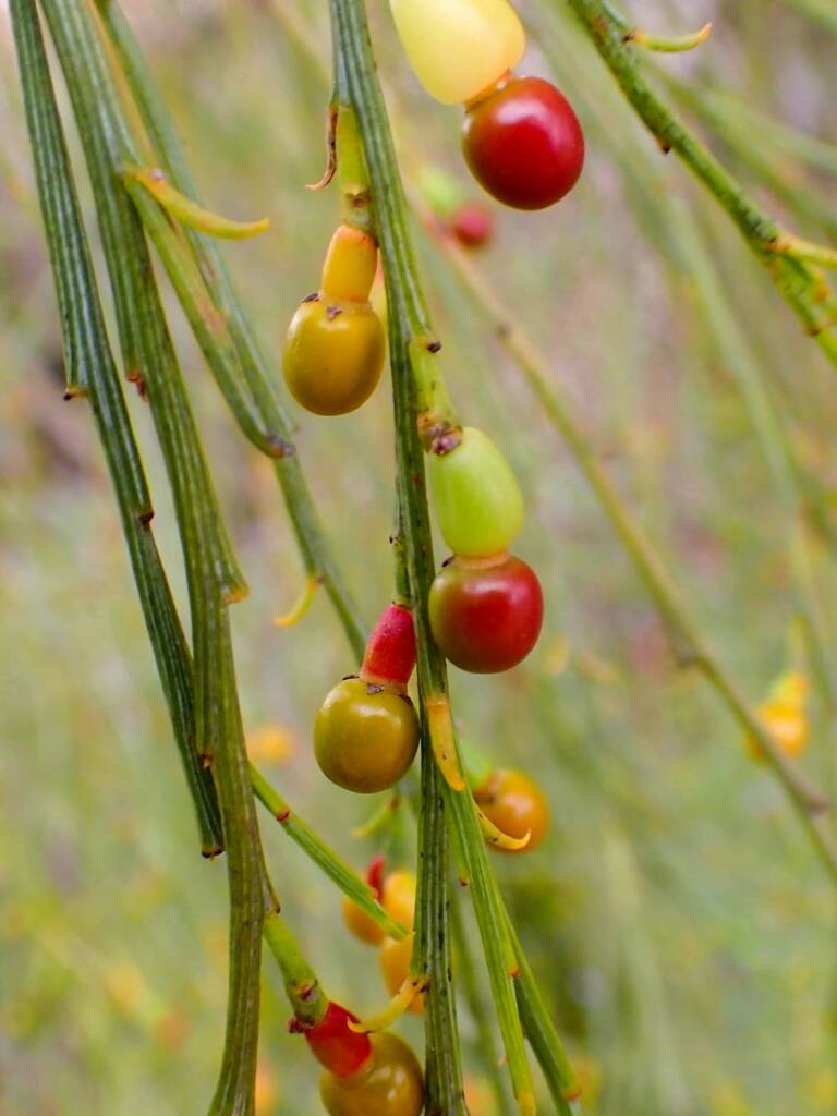 Exocarpos sparteus (Broom Ballart), near Ongerup WA © Terry Dunham