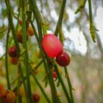 Exocarpos sparteus (Broom Ballart), near Ongerup WA © Terry Dunham