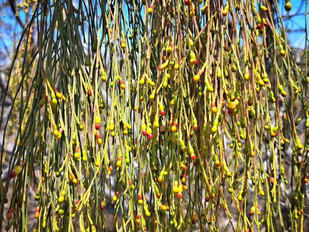 Exocarpos sparteus (Broom Ballart), Great Southern Region WA © Terry Dunham