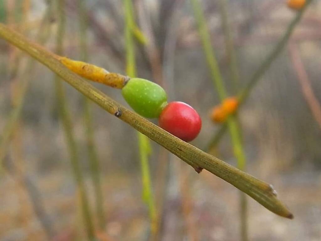 Exocarpos sparteus (Broom Ballart), WA © Terry Dunham