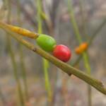 Exocarpos sparteus (Broom Ballart), WA © Terry Dunham
